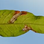Calybites phasianipennella - Viervleksteltmot