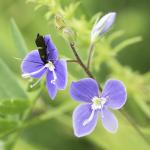 Cauchas fibulella - Fauvillers ~ Ruisseau de Geronval (Luxemburg) - 20-06-2020 ©Damien Gailly