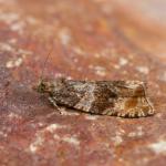 Celypha cespitana - De Panne ~ Krakeelduinen (West-Vlaanderen) 20-06-2021 ©Johan Verstraeten