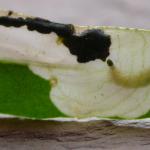 Chrysoesthia sexguttella - Zesvlekmot