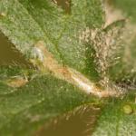 Cnephasia asseclana - Fijne spikkelbladroller