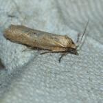 Cnephasia longana - Nieuwpoort ~ De IJzermonding (West-Vlaanderen) - 04-07-2020 ©Damien Gailly