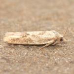 Cnephasia longana - Nieuwpoort ~ De IJzermonding (West-Vlaanderen) - 04-07-2020 ©Steve Wullaert