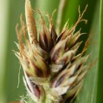 Coleophora otidipennella - Vroege veldbieskokermot