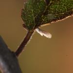 Coleophora adjectella - Sleedoornkokermot