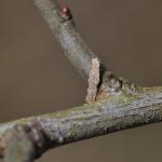 Coleophora adjectella op Prunus spinosa (sleedoorn) - Dourbes ~ Montagne-aux-Buis - (Namen) 31-03-2018 ©René Meeuwis