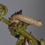 Coleophora adspersella - Witsprietmeldekokermot