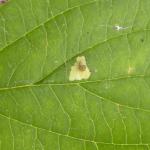 Coleophora ahenella - Heksenmutskokermot