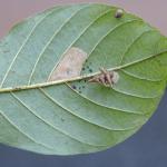 Coleophora ahenella - Heksenmutskokermot