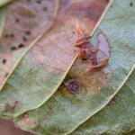 Coleophora ahenella - Heksenmutskokermot