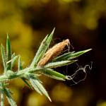Coleophora albicosta - Gaspeldoornkokermot