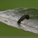 Coleophora albidella - Witte wilgenkokermot