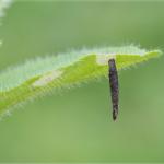 Coleophora albitarsella - Sint-Martens-Voeren ~ Altenbroek (Limburg) 22-04-2017 ©Chris Steeman