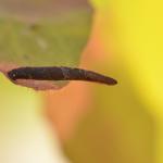 Coleophora albitarsella - Zwarte weidekokermot