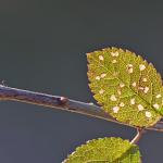 Coleophora anatipenella - Witte meidoornkokermot