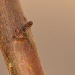 Coleophora anatipenella - Witte meidoornkokermot