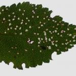 Coleophora anatipenella - Witte meidoornkokermot