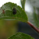 Coleophora anatipenella - Witte meidoornkokermot