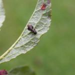 Coleophora anatipenella - Witte meidoornkokermot