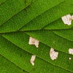 Coleophora badiipennella - Iepenkokermot