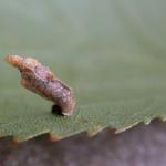 Coleophora binderella - Gefrommelde kokermot