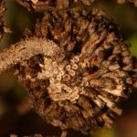 Coleophora bornicensis - Bruine wormkokermot