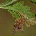 Coleophora chamaedriella - Ereprijskokermot