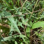 Coleophora conspicuella - Knoopkruidkokermot