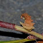 Coleophora cornutella - Lichtbruine berkkokermot