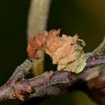Coleophora cornutella - Lichtbruine berkkokermot