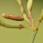 Coleophora coronillae - Zwavelgele peulkokermot