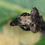 Coleophora currucipennella - Okervlerkkokermot