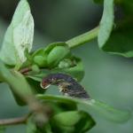 Coleophora discordella - Rolklaverkokermot