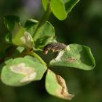 Coleophora discordella - Rolklaverkokermot