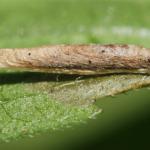 Coleophora follicularis - Koninginnekruidkokermot