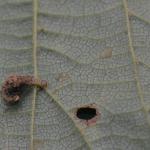 Coleophora fuscocuprella - Lichte groenglanskokermot