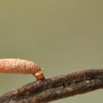 Coleophora gallipennella - Hokjespeulkokermot