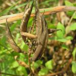 Coleophora gallipennella - Hokjespeulkokermot