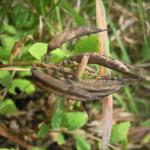 Coleophora gallipennella - Hokjespeulkokermot