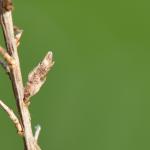 Coleophora genistae - Stekelbremkokermot