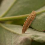 Coleophora gryphipennella - Rozenkokermot