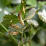 Coleophora gryphipennella - Rozenkokermot