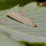 Coleophora gryphipennella - Rozenkokermot