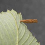 Coleophora gryphipennella - Rozenkokermot