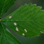 Coleophora gryphipennella - Rozenkokermot