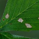 Coleophora gryphipennella - Rozenkokermot