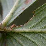 Coleophora gryphipennella - Rozenkokermot