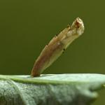 Coleophora gryphipennella - Rozenkokermot