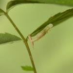 Coleophora gryphipennella op Rosa spec. (roos spec.) - Voeren ~ Het Veursbos (Limburg) 22-04-2017 ©Steve Wullaert