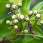 Coleophora hemerobiella - Fruitboomkokermot